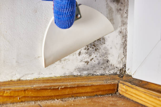 Best Mold Remediation for Vacation Homes  in St Leon, IN